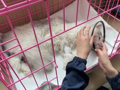 -喜多萌中农锦绣动物医院24H·猫科·牙科MRI·CT