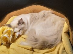 -猫猫幼稚园·撸猫·桌游·电玩