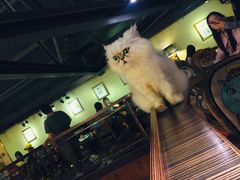 -more than meow吴止猫主题餐厅(承德 中船汇店)