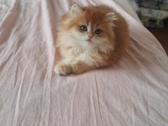 -天宠宠物医院24小时·急重症诊疗中心·全科·腔镜特色(和平分院)