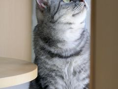-鼓捣猫呢主题猫咖店