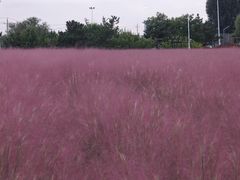 -羊亭河湿地公园