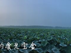 -白洋淀景区