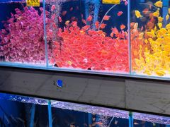 -青石桥花鸟鱼虫市场(叠翠城店)