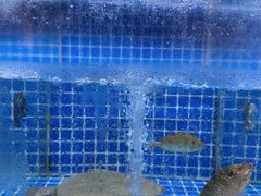 -陆记鹅庄·潮汕菜·狮头鹅(大仟里店)
