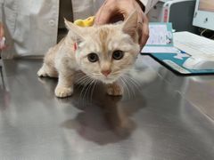 -瑞派名望志远动物医院·猫科·內科·异宠专科(直港大道店)