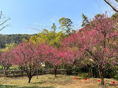 -苏州上方山国家森林公园