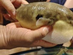 -天正河鲀·河豚亭(大连店)