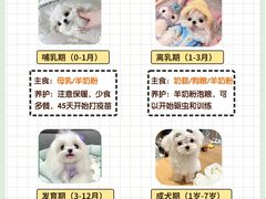 -萌宠之家·腊肠犬·马尔泰·小体犬舍