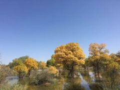 -金塔沙漠胡杨林景区