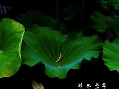 -蠡湖大桥公园