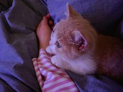 -momokira米努特·德文卷毛猫·棉花面纱犬