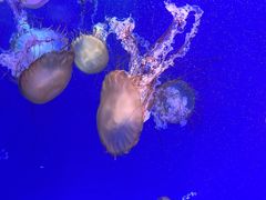 -海合安武汉极地海洋公园