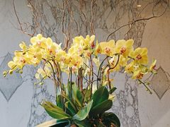 -当米亚诺意大利餐厅(武汉光谷凯悦酒店)