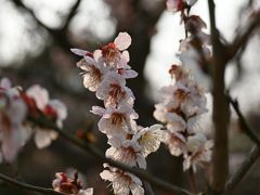 -梅花山(明孝陵内)