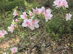 -木兰云雾山