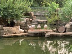 -东湖落雁景区