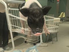 -怪兽屋·羊驼·猫咖·狗咖(俊华广场店)