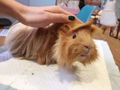 -藦茜花园宠物主题亲子互动体验馆(国顺东路店)