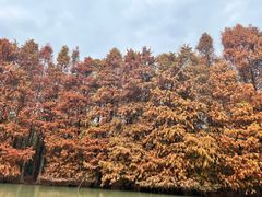 -上海海湾国家森林公园