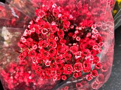 -循礼门鲜花花市(武汉循礼门店)