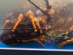 -同乐酒楼(皇后镇店)