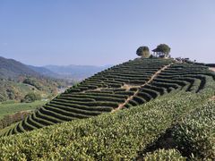 -龙坞茶村