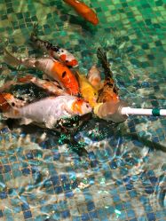 -酷嗒动物文化乐园(cutezoo西溪乐天城店)