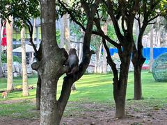 -南湾猴岛+椰田古寨一日游