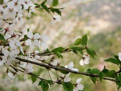 景点-高东镇樱花园