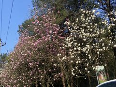 -铁山坪森林公园