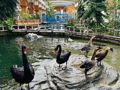 -南宫五洲植物乐园