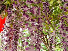 -天适樱花悠乐园