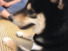 -柴迷FANS CLUB·柴犬狗咖·猫咖