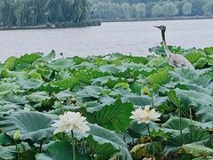 -济南大明湖景区