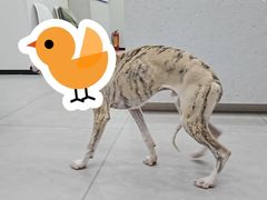 -爱诺耐芙动物医院(万博店)