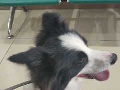 -米苏动物医院·犬猫专科·骨科外科内窥镜