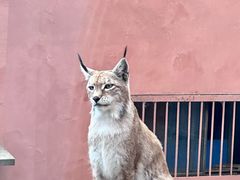 -青藏高原野生动物园