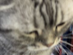 -全心全意连锁动物医院·微创中心·内科急重症·心脏专科(丰管路店)