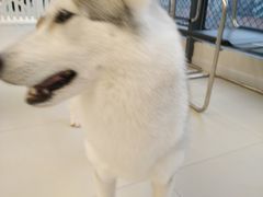 -怪兽屋·羊驼·猫咖·狗咖(俊华广场店)