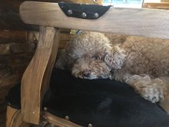 -more than meow吴止猫主题餐厅(承德 中船汇店)