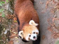 -都江堰中华大熊猫苑