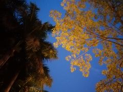 -T館·花园艺术餐厅