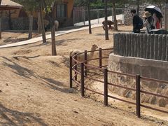 -石家庄市动物园