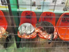 -猫咪博物馆(顶澳仔猫街店)