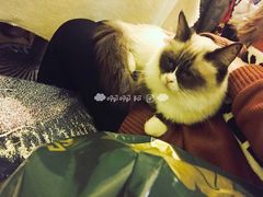 -猫色咖啡·猫咖