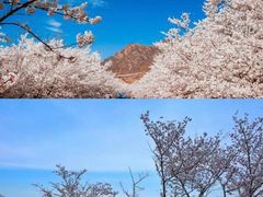 -樱花山风景区