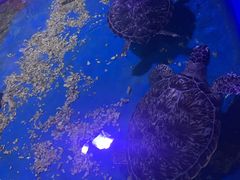 -白鹿仓冰雪海洋世界