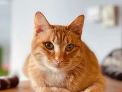 -Cappucimeow猫咪咖啡馆(韦伯时代店)