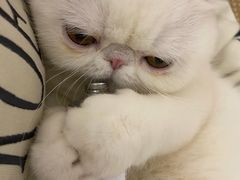 -瑞派名望24h动物医院异宠专科·猫专科·骨科·重症监护分院